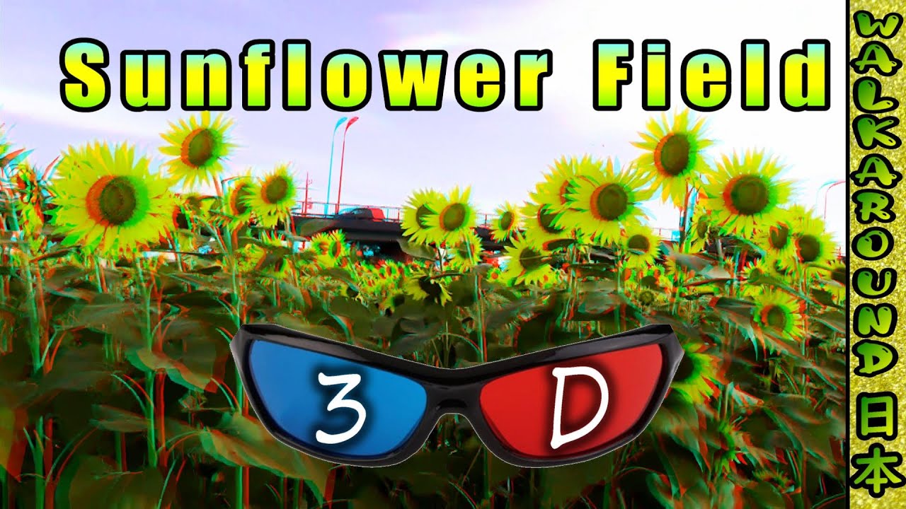 Sunflower Field in Zama-city Japan 3D Anaglyph - Red and Blue(Cyan) glasses needed