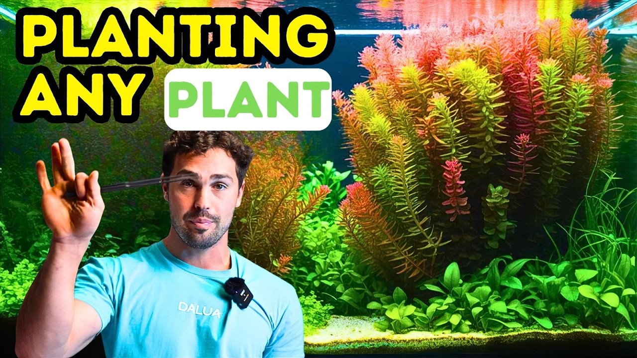 Aquarium Planting Guide For Thriving Planted Tanks