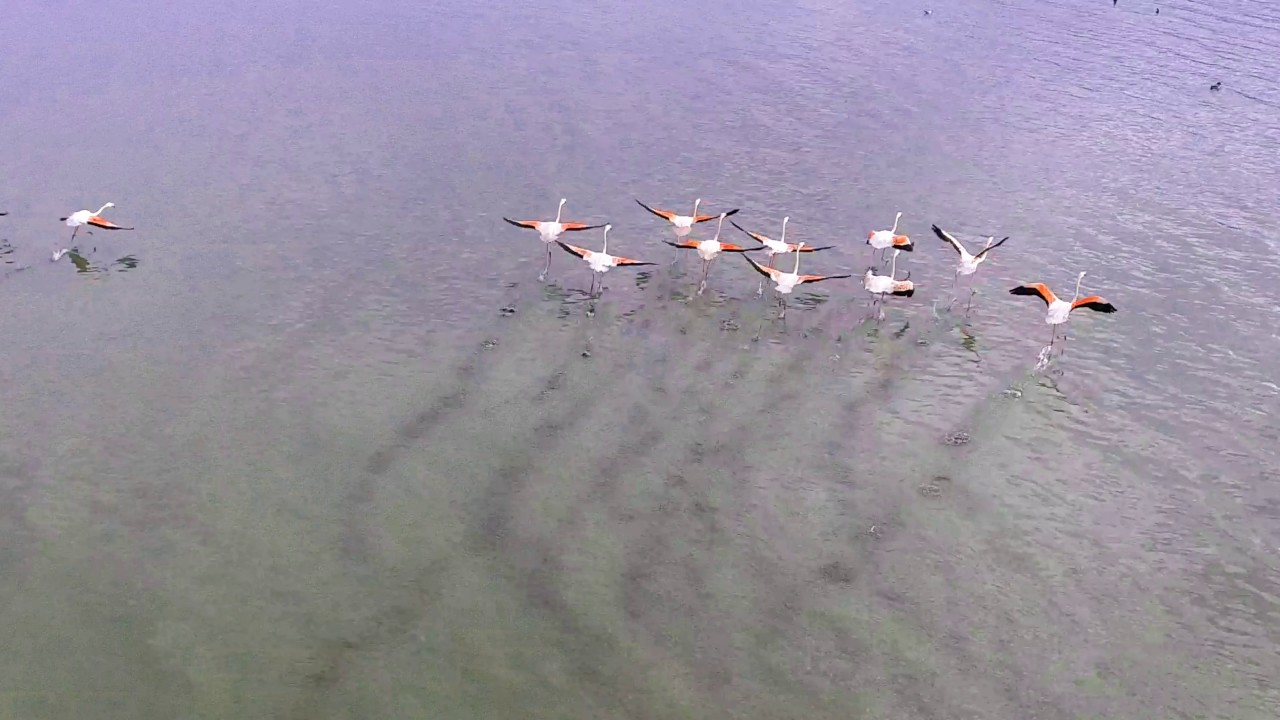 Λίμνη Κερκίνη από ψηλά. 4K video drone