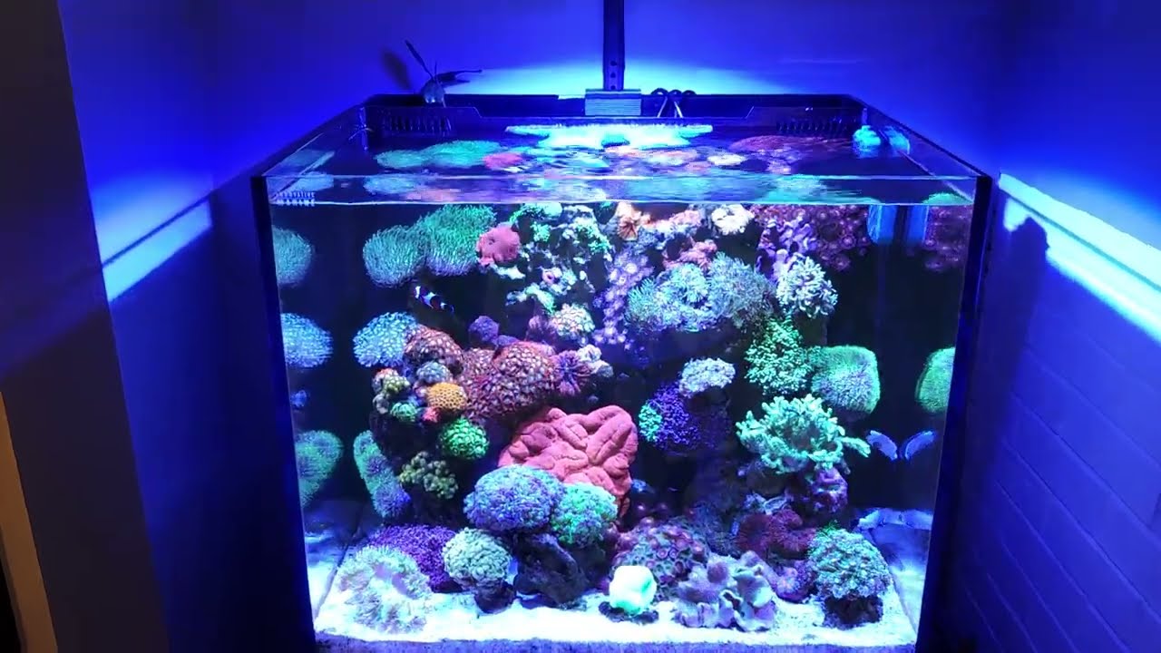 Innovative Marine 40 Gallon Saltwater Reef Aquarium update - New lighting - Popbloom RL90