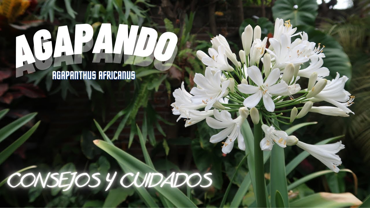 Agapando // lirio africano // Agapanthus africanus Consejos y cuidados
