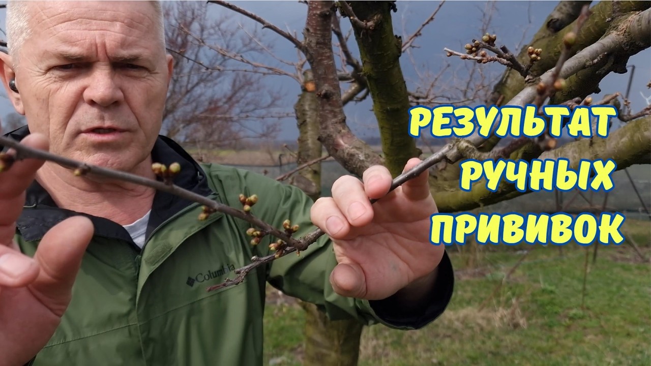Прививка в ращеп БЕСПОЛЕЗНАЯ И БЕЗРЕЗУЛЬТАТИВНАЯ.