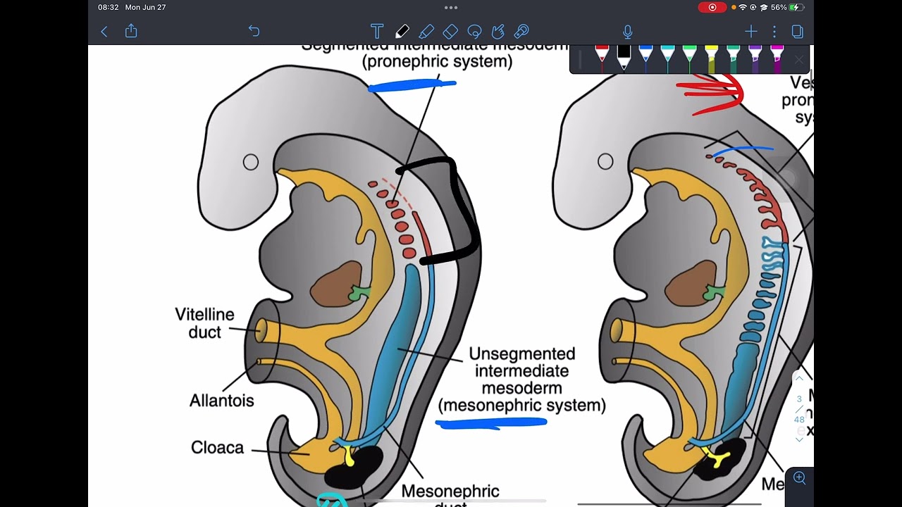 Urinary System Development