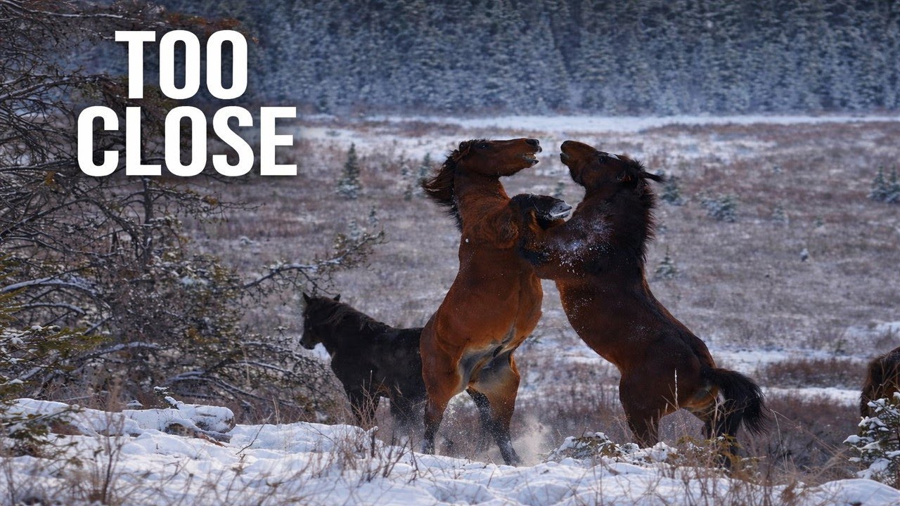 Winter Stallions Clash at the Wild Horse Bog | Alberta