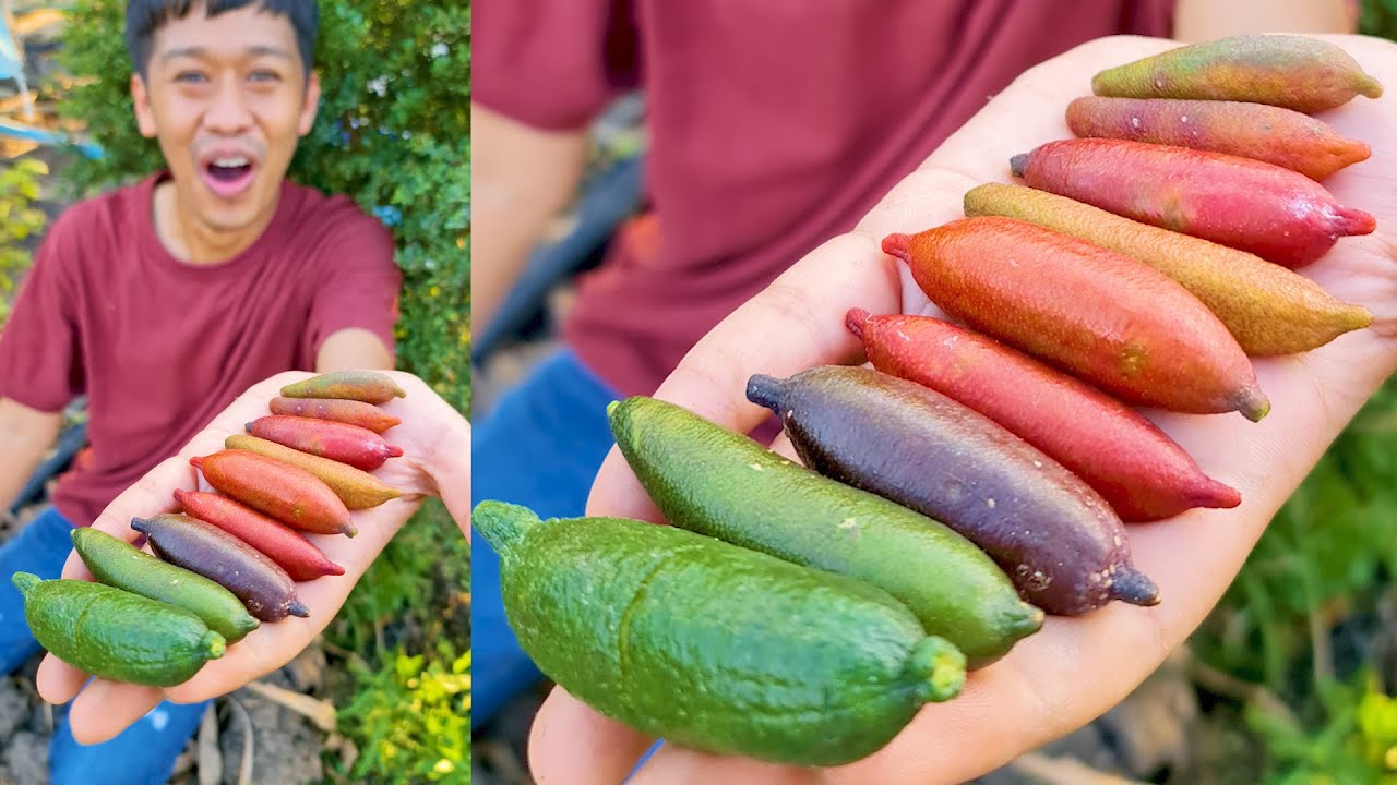 ผลไม้แปลกข้างในเป็นไข่ปลา  กิโลละ 2500 | เอิร์ธสดชื่น