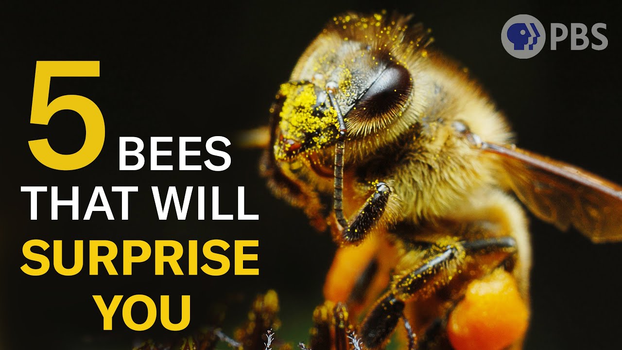 These 5 Bees Are Waaay More Than Honey and Stingers | Deep Look