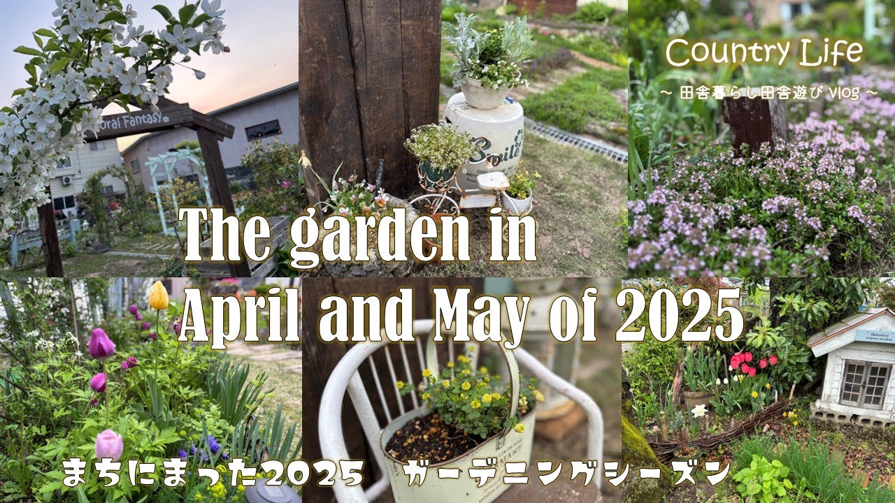 【ガーデニング】ターシャの庭に憧れて・・・4年目の庭　2025年・・・待ちに待ったガーデニングシーズン