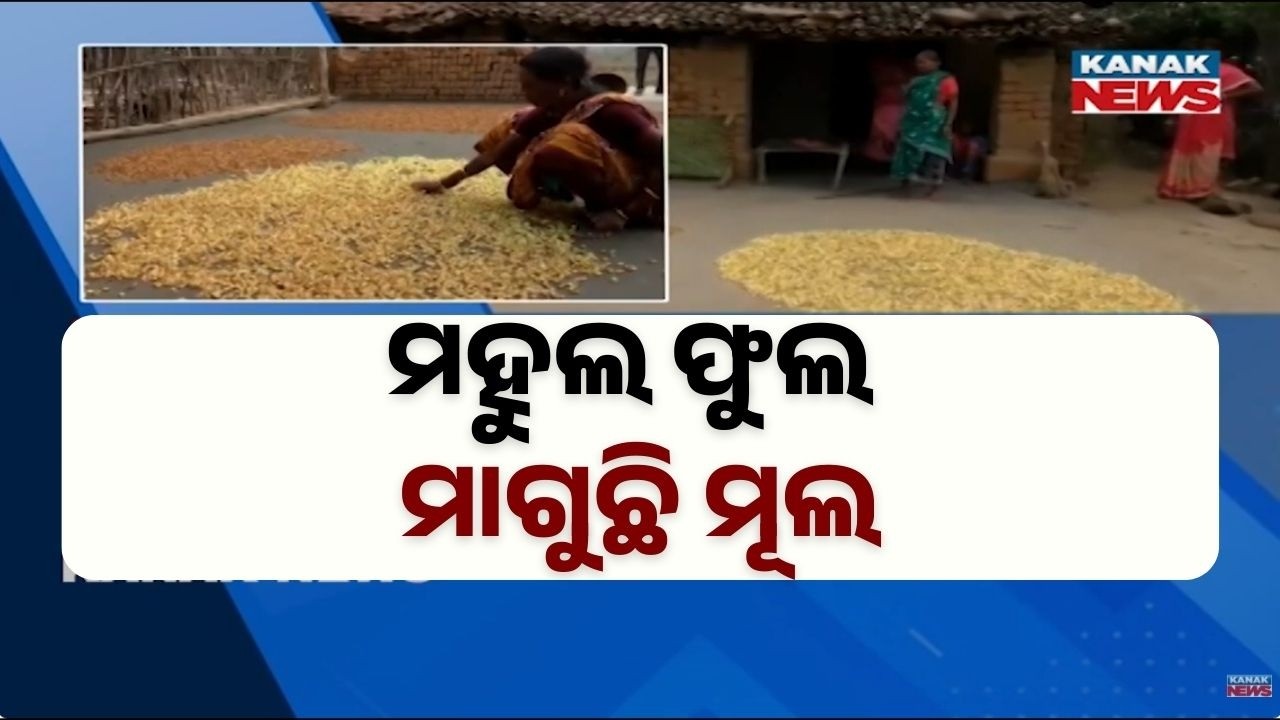 Tribal Exploitation in Kalahandi | Middlemen Buying Mahua Flowers at Throwaway Prices