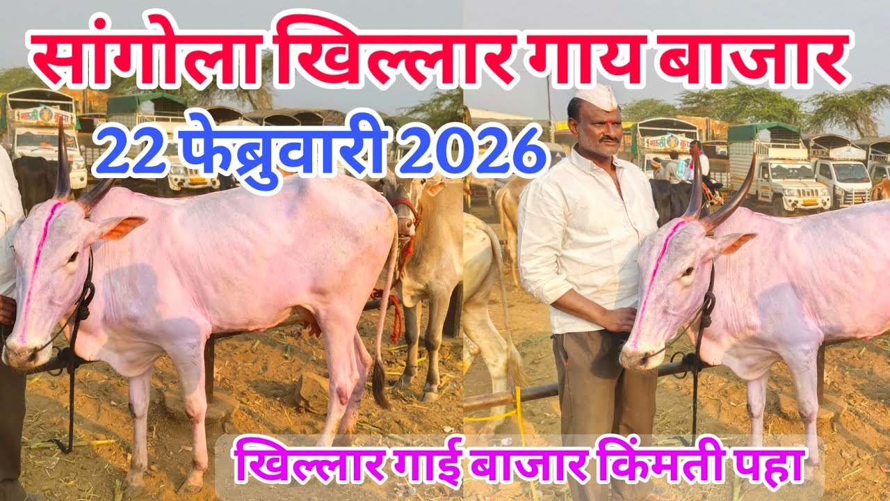 आजचा सांगोला खिल्लार गाई बाजार 22 फेब्रुवारी2026 #khillar_bajar #खिल्लार_गाई_बाजार #sangola_bazar 