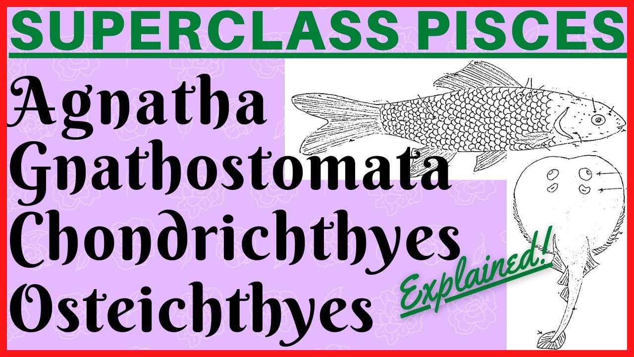 Subphylum Vertebrata Superclass Pisces | Agnatha Gnathostomata | Chondrichthyes Osteichthyes | Fish