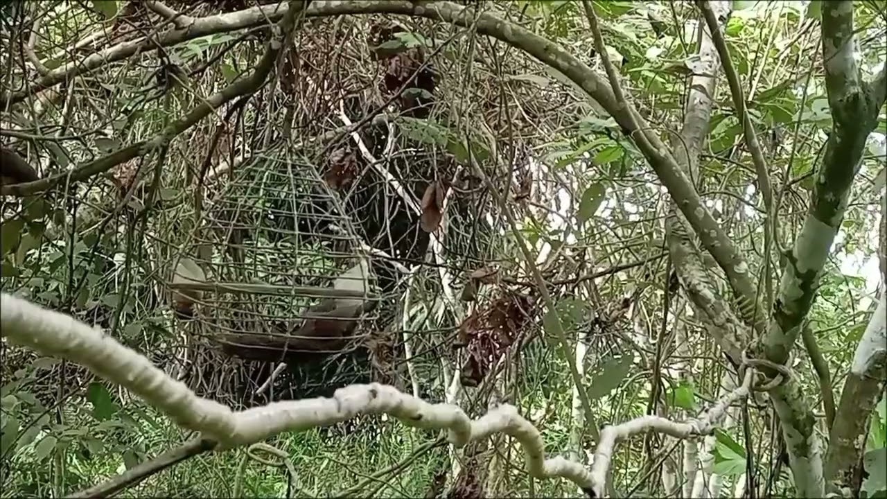 si ongas ang pangati ko ngayon pa nuoren ang galawan ni ongas