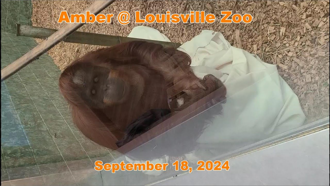 Amber the Orangutan at Louisville Zoo September 18, 2024