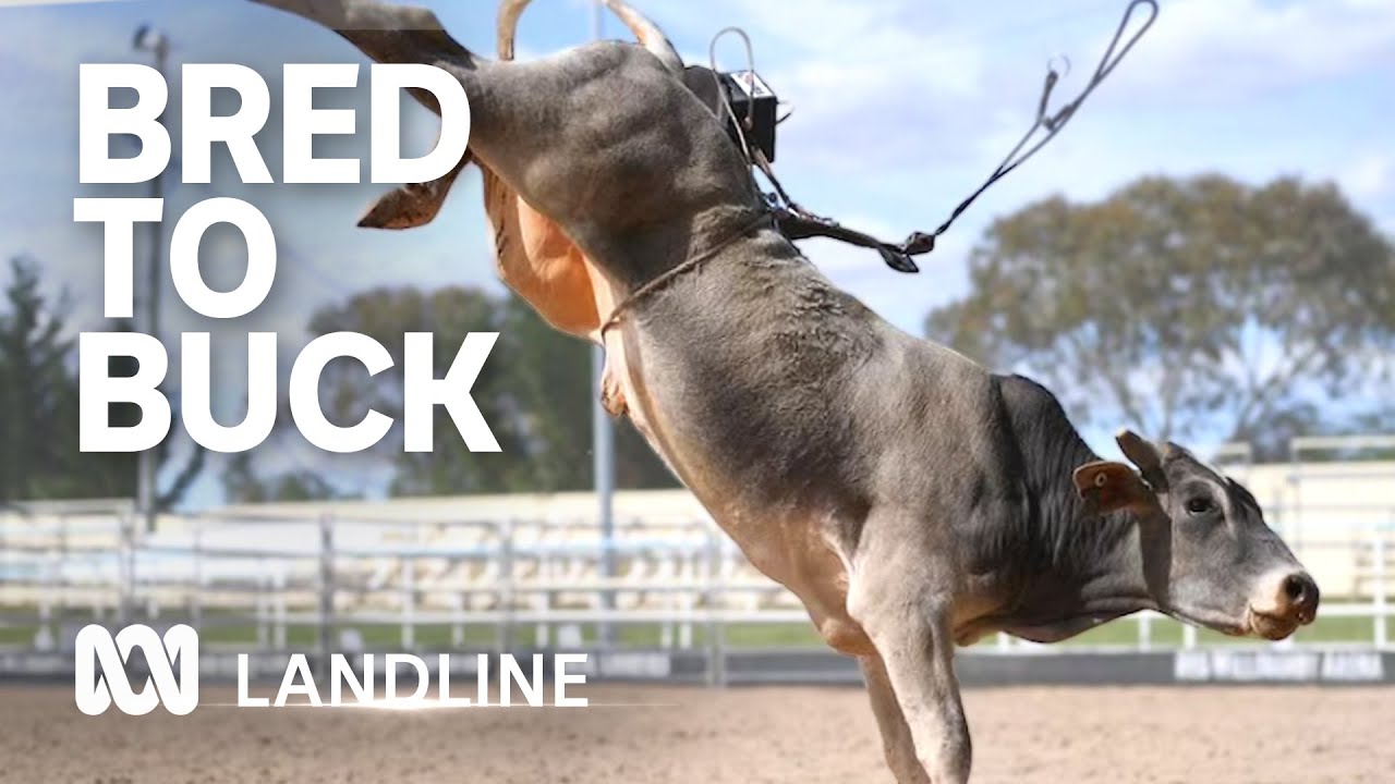 Bucking bull owners spend months training their bovines but few reach the rodeo arena | ABC Landline