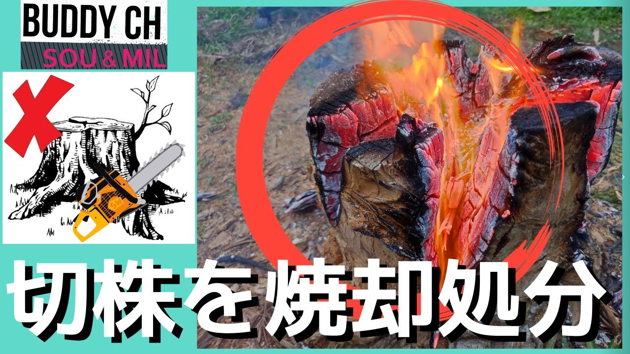 【スウェーデントーチ】邪魔な切株の新たな除去方法