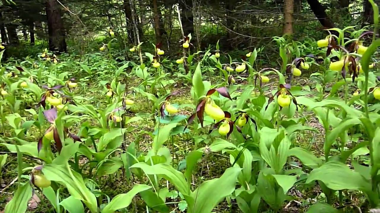 Cypripedium calceolus in Nature 2010