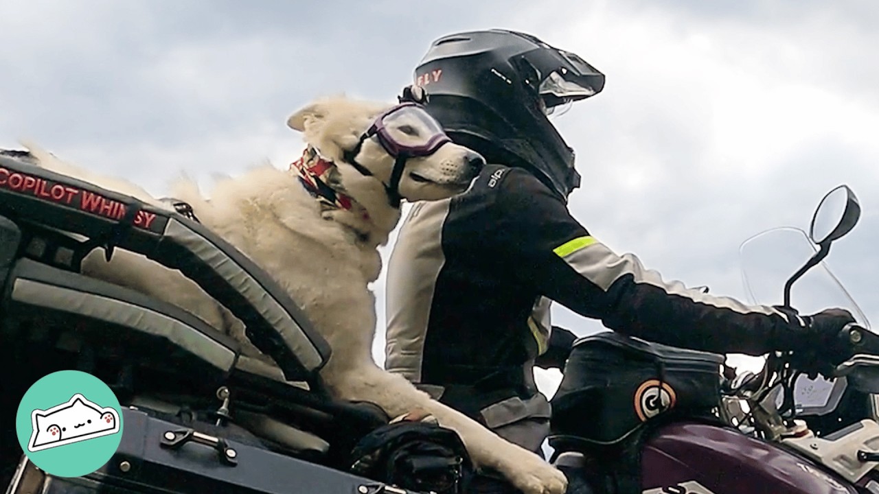 Lady Took Dog On Motorbike, Now She Never Rides Alone  | Cuddle Buddies