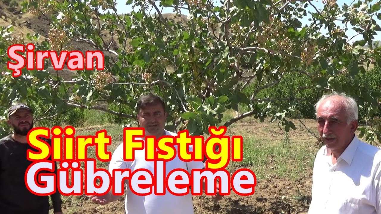 Siirt Şirvan - Siirt Fıstığı Ağacında  Tutum - Verim - İç Doluluğu İçin Doğru Gübreleme