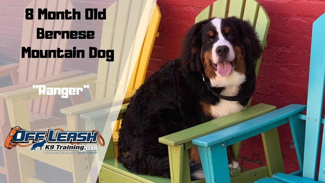 BERNESE MOUNTAIN DOG/DOG TRAINING