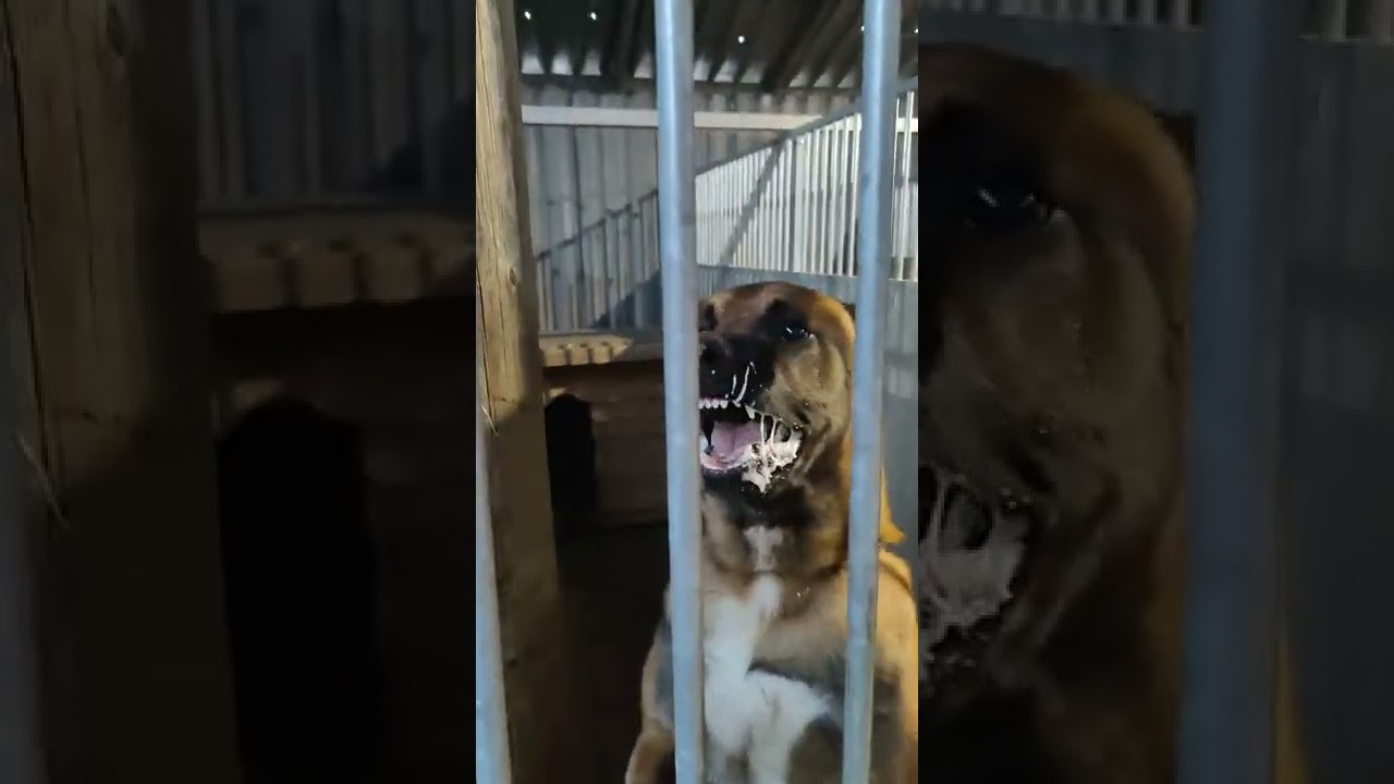 Mad Max nvbk malinois uk