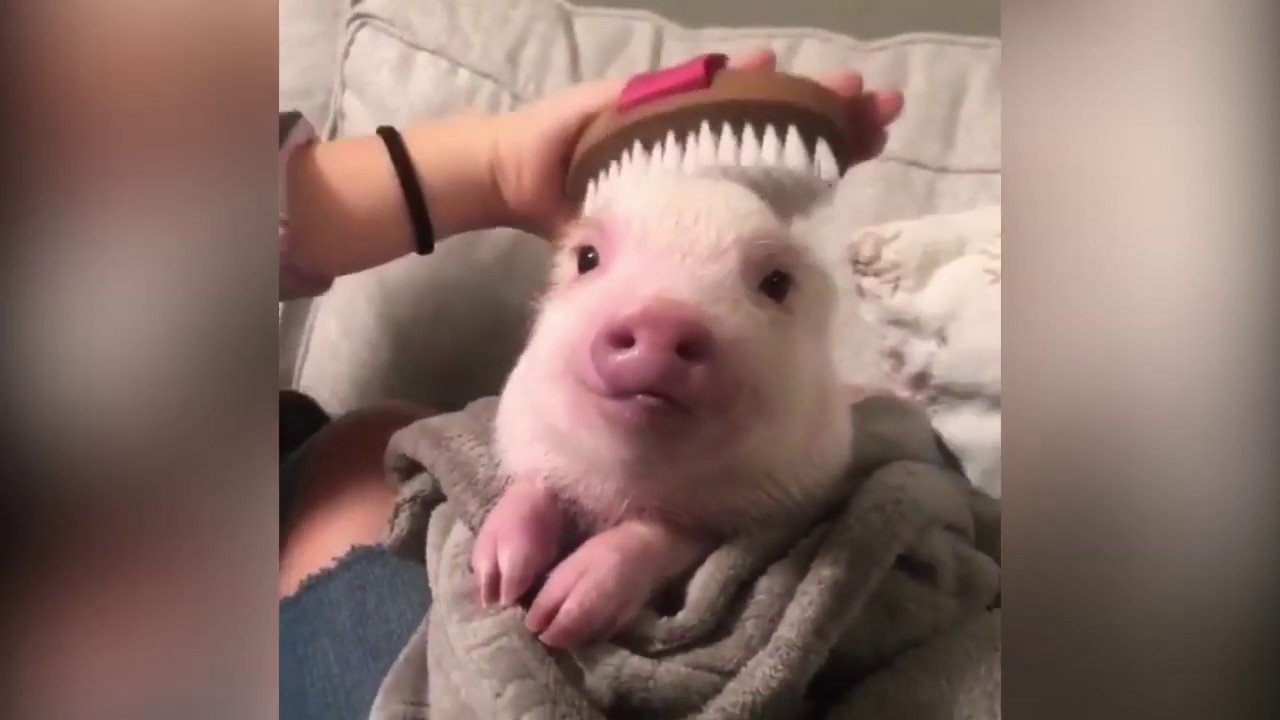 【癒し】可愛い動物たちに癒されよう＃1【かわいい】