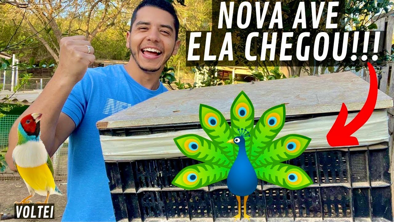 Chegou uma fêmea de Pavão | Diamante Gold Voltou | Aves Recriar