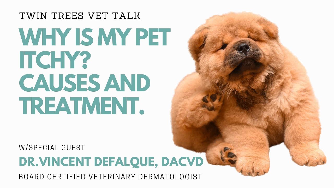 Why is my pet itchy? Causes and treatment of itchiness in dogs and cats | Twin Trees Vet Talk