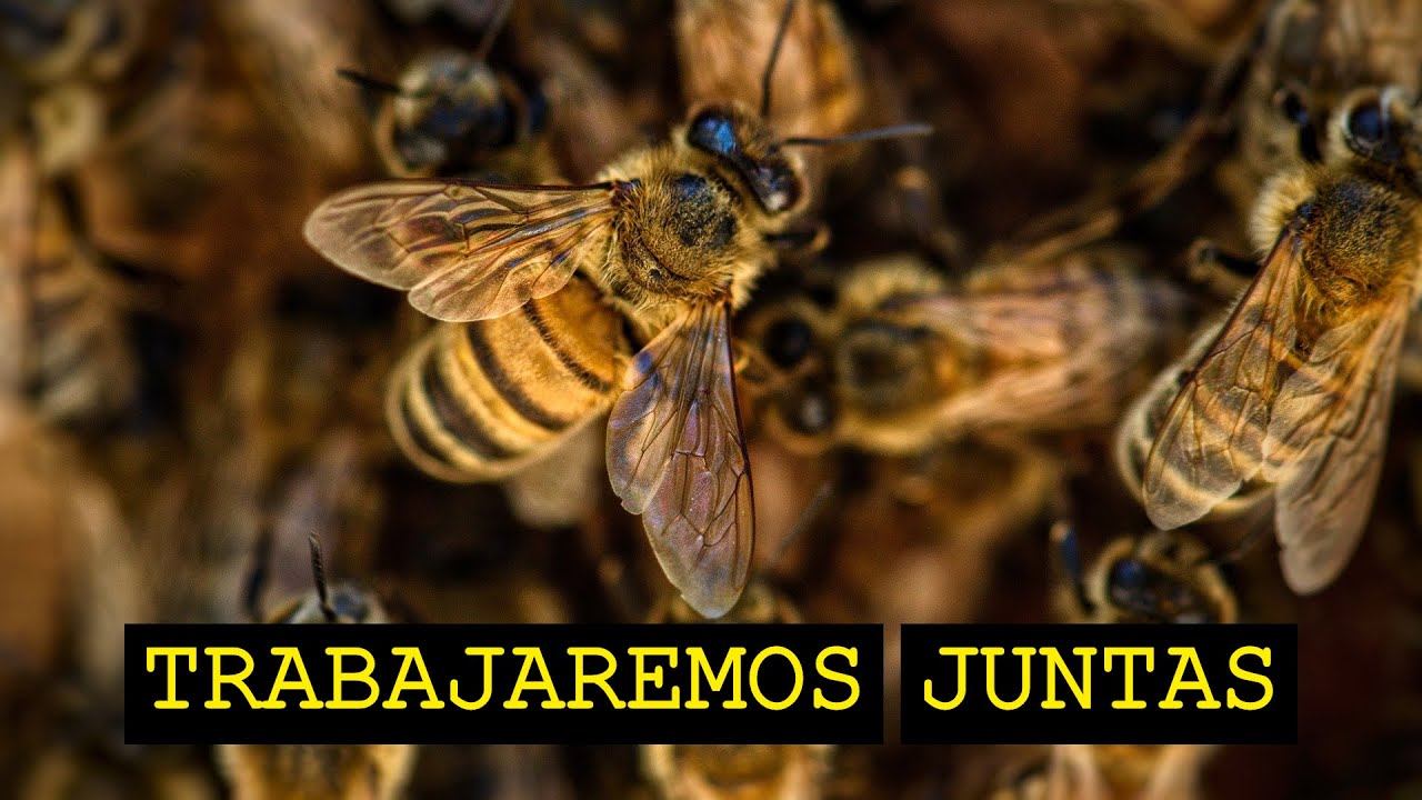 Futuro Simple | Czas Przyszły W Języku Hiszpańskim | Hablo Español #123