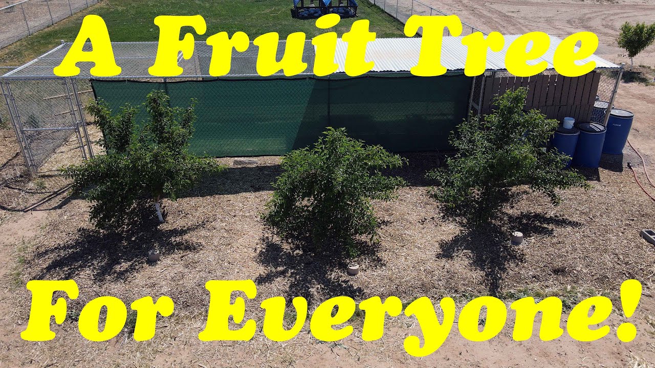 The One Fruit Tree Everyone Can Grow