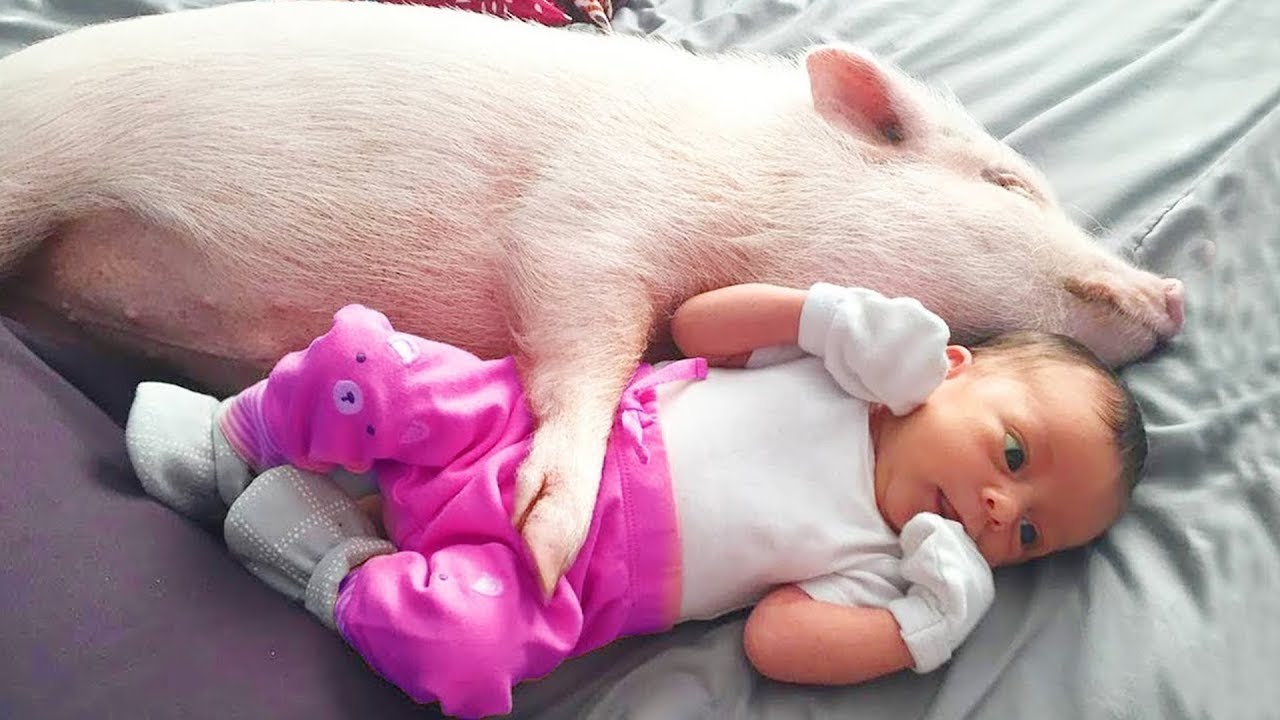 Funny Moments of Animals and Babies #13 - WOW Smile