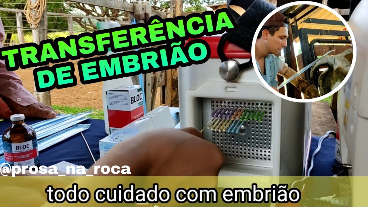 COMO É FEITO A TRANSFERÊNCIA DE EMBRIÃO | VACAS NELORE
