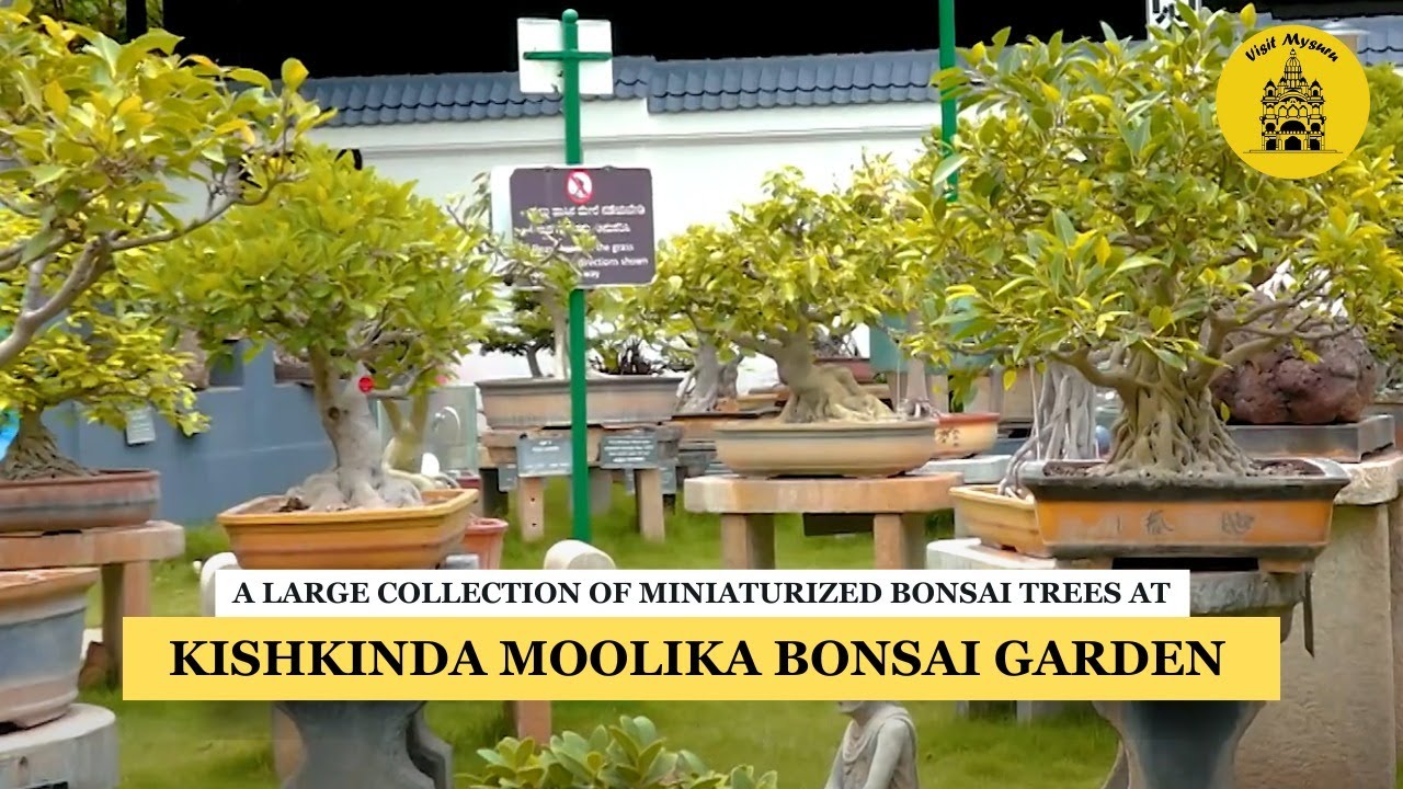 Kishkinda Moolika Bonsai Garden | Visit Mysuru #mysorecitytour #bonsai
