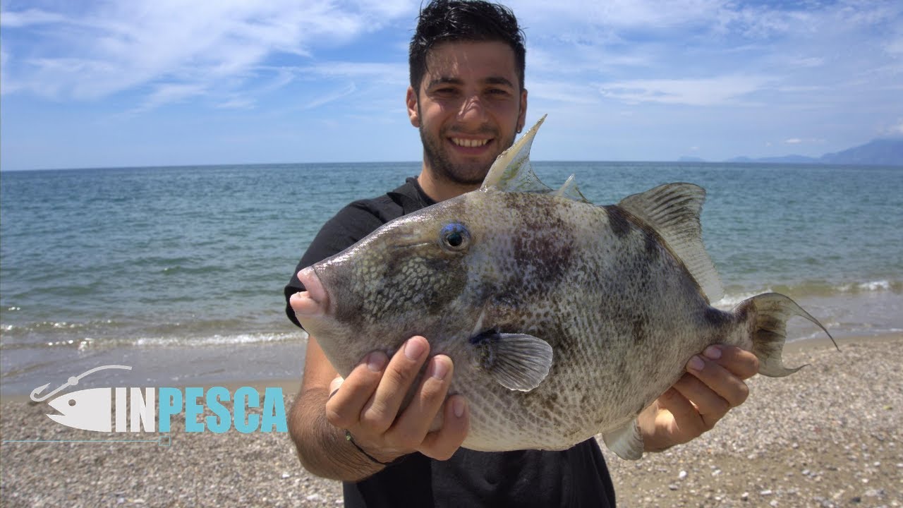 IL PESCE BALESTRA | Pesca a Fondo da riva - La nostra prima esperienza