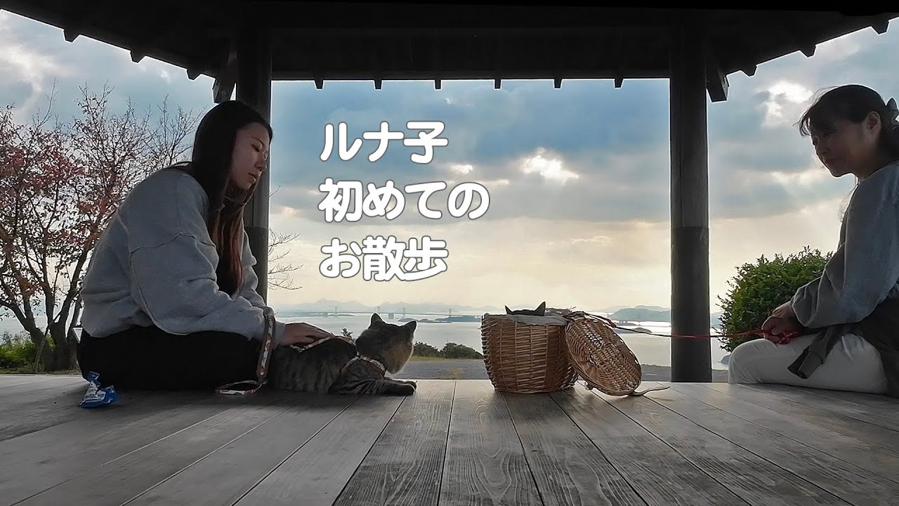 【猫】ルナ子初めてのお散歩！そして失敗に終わる
