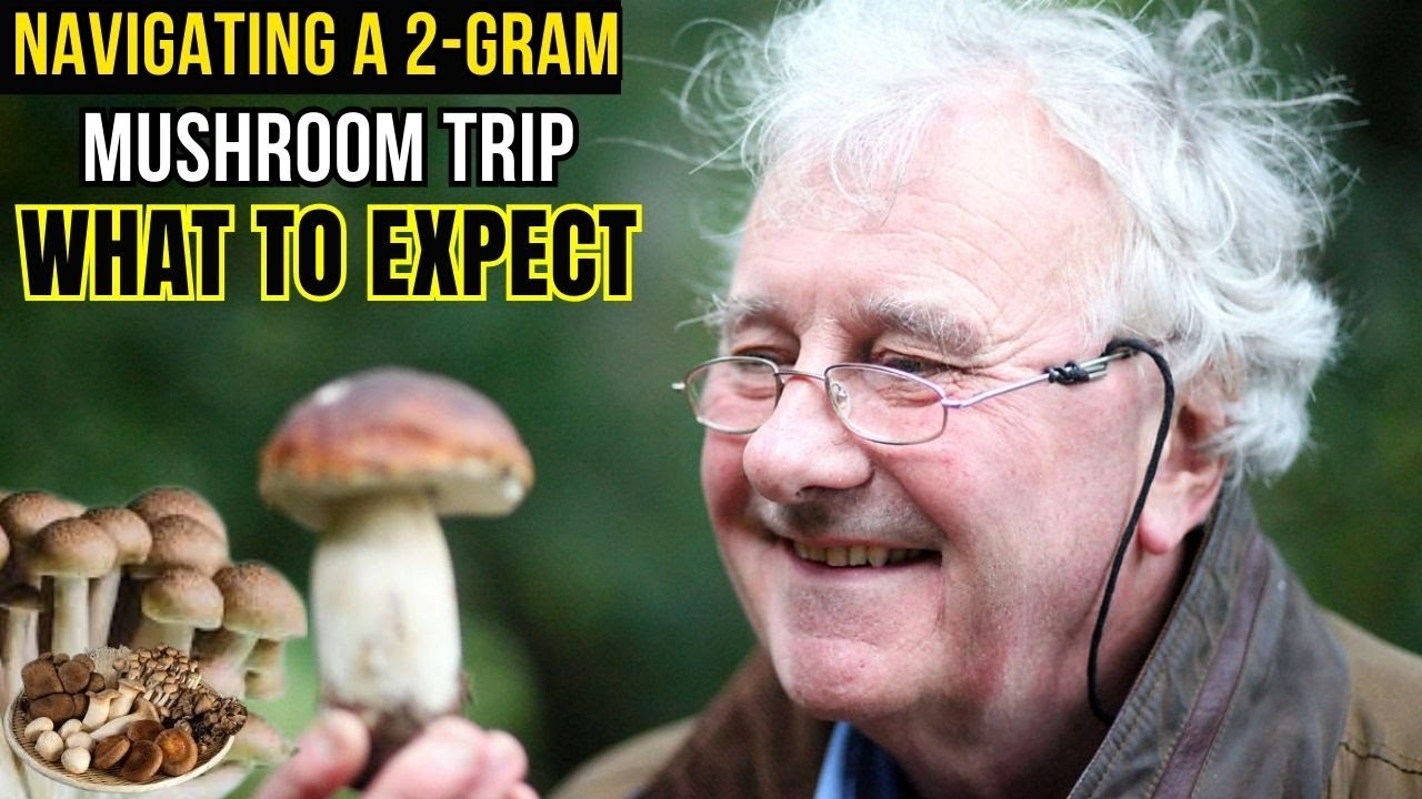 Navigating a 2-Gram Mushroom Trip What to Expect
