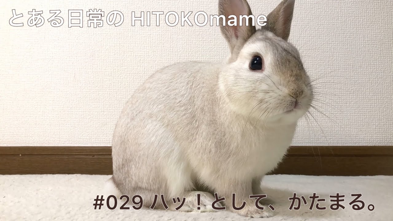 「ハッ！として、かたまる。」