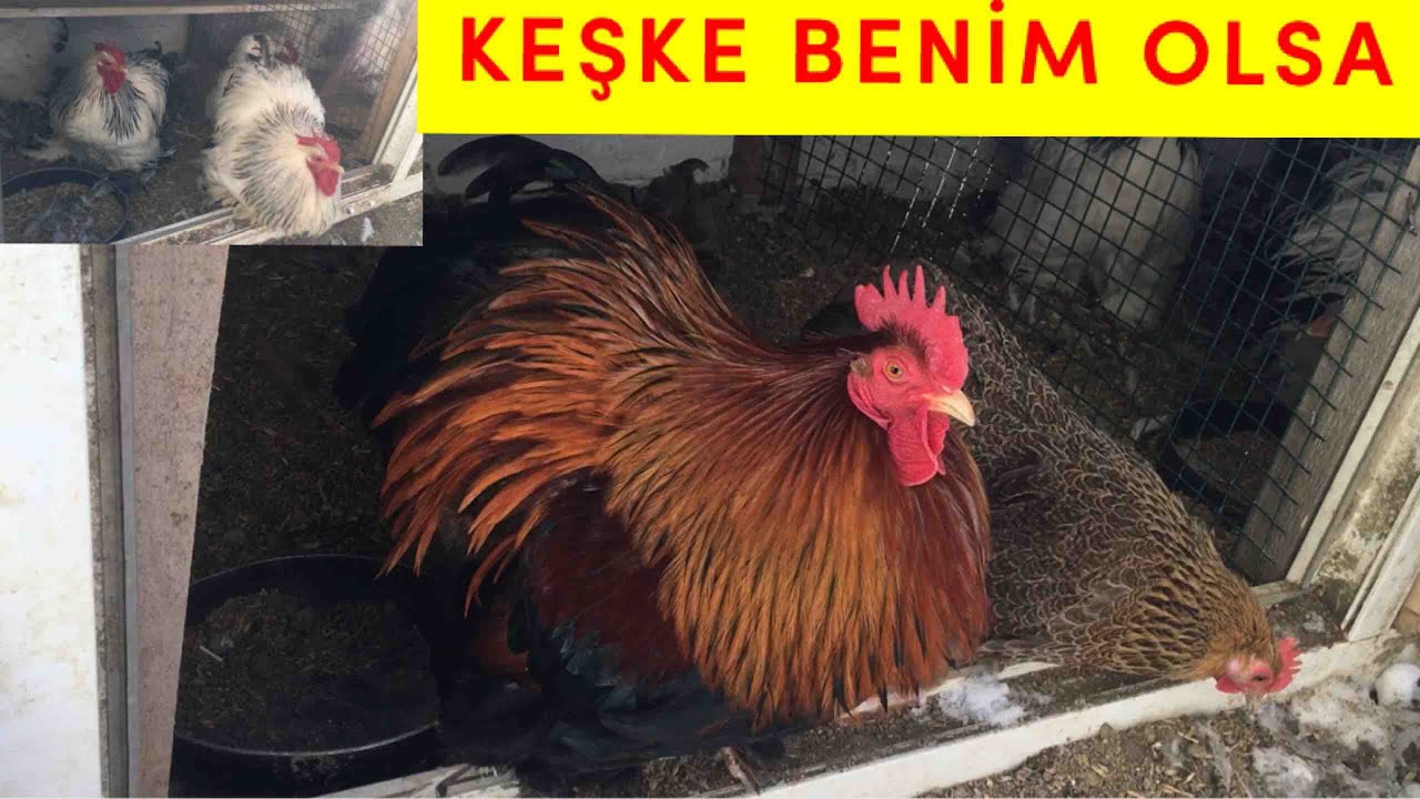 Cüce Cochin Çiftliği🧿#çiftlikleremisafirolduk#cücecochin#susexhoroz#civcivsiparişiverdim