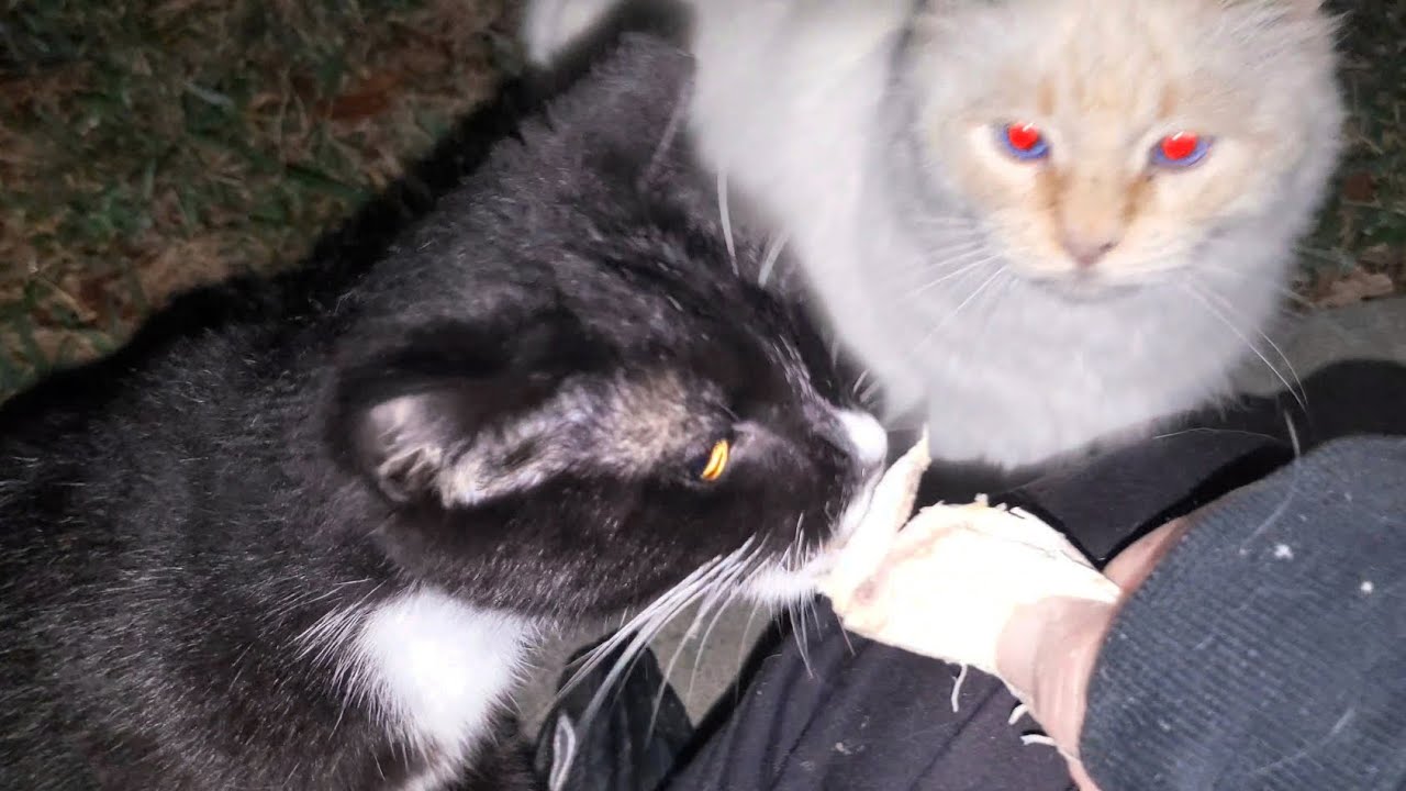 COMMUNITY CATS GET SNACKS
