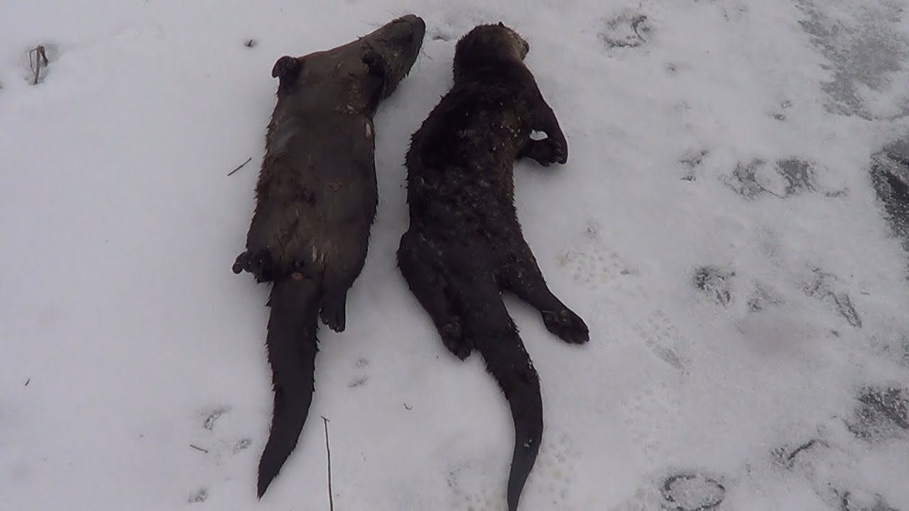 Otter Trapping with footholds and conibears | Beaver Bandit, Andy Mormann