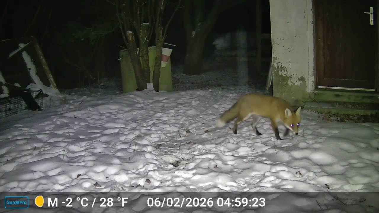 5/6.02.26 - Fuchs in Weisslicht