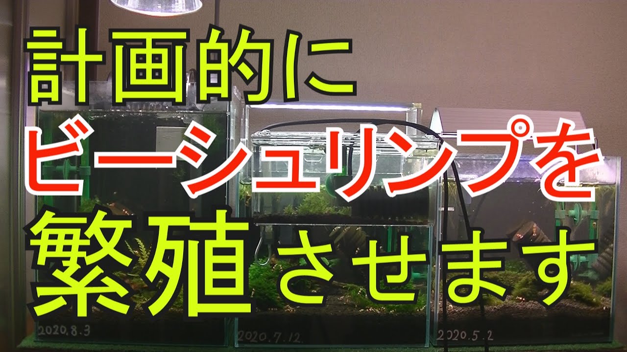 #20 計画的にレッドビーシュリンプを繁殖出来るの？【アクアリウム】