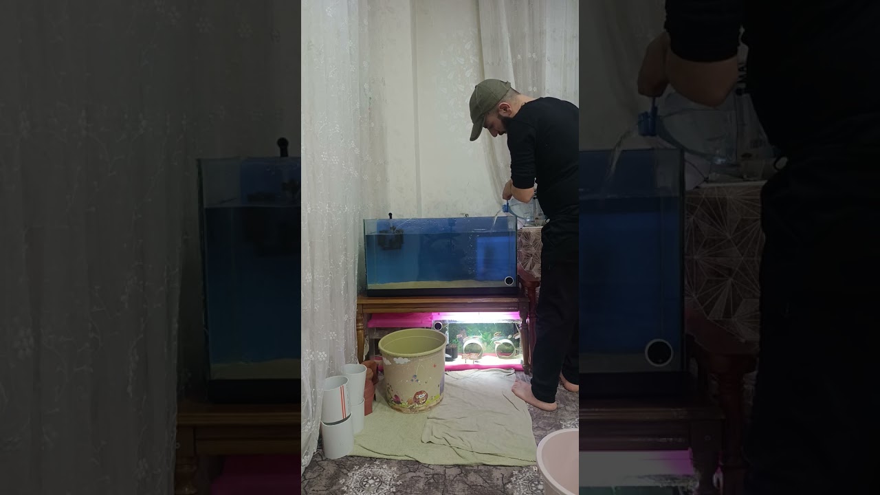Akvaryum kurulumu ve dinlemeye bırakılması 