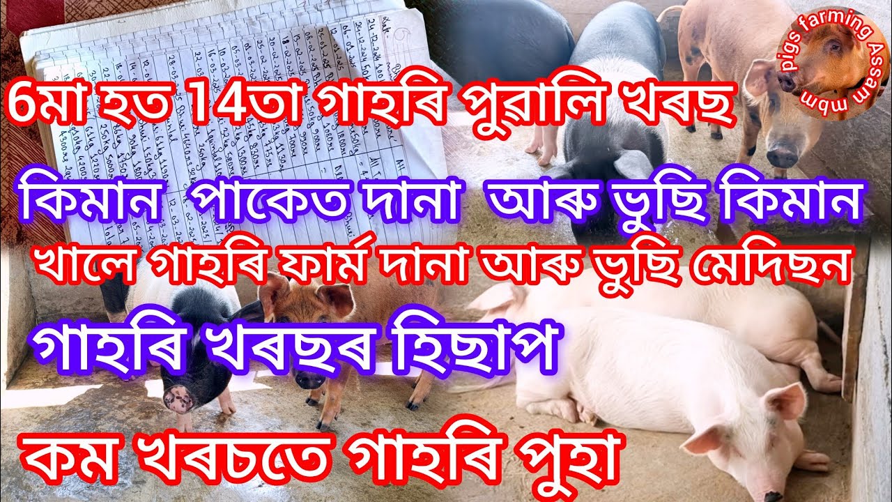 6মা হত 14তা গাহৰি পুৱালি খৰছ কিমান দানা আৰু ভুছি মেদিছন খালে গাহৰি ফাৰ্মত গাহৰি ফাৰ্ম