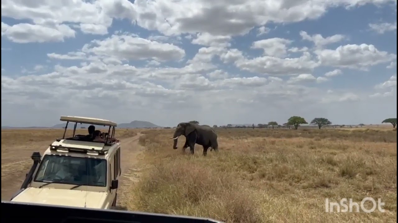 Elephant in Serengeti National Park Tanzania| Tembo | Vivaan_AJ