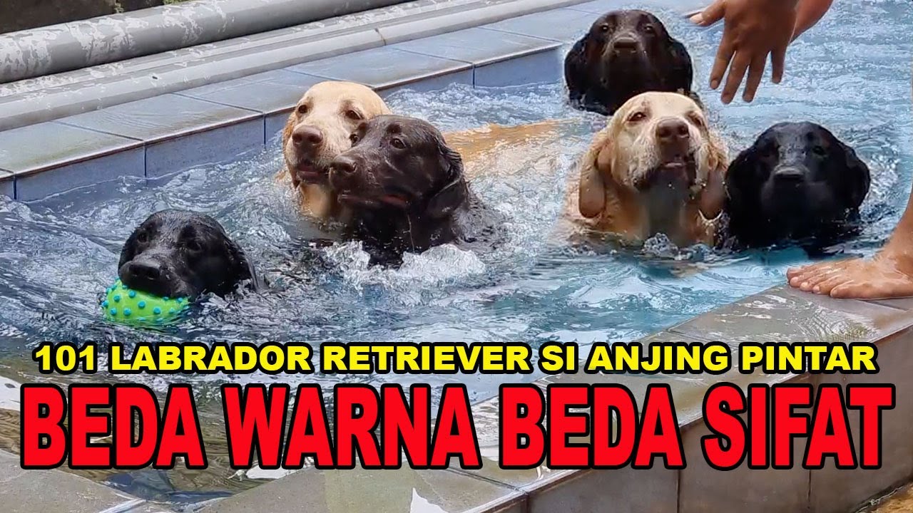 101 LABRADOR RETRIEVER SI ANJING PINTAR - BEDA WARNA BEDA SIFAT