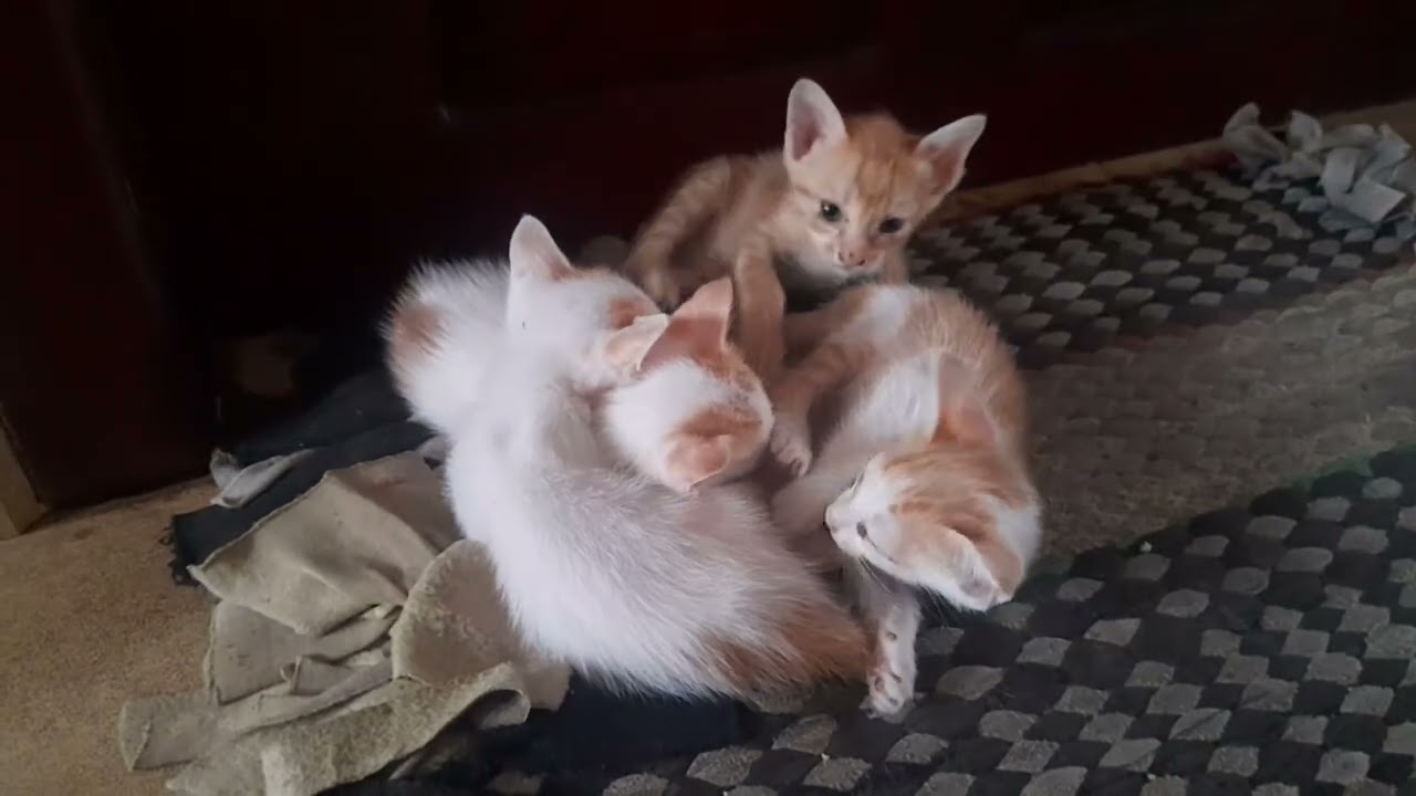 So adorable the little kittens are living together