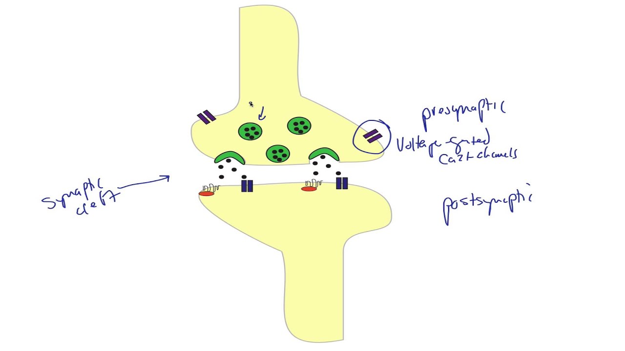 Synaptic Transmission - Khan Academy MCAT Video Contest