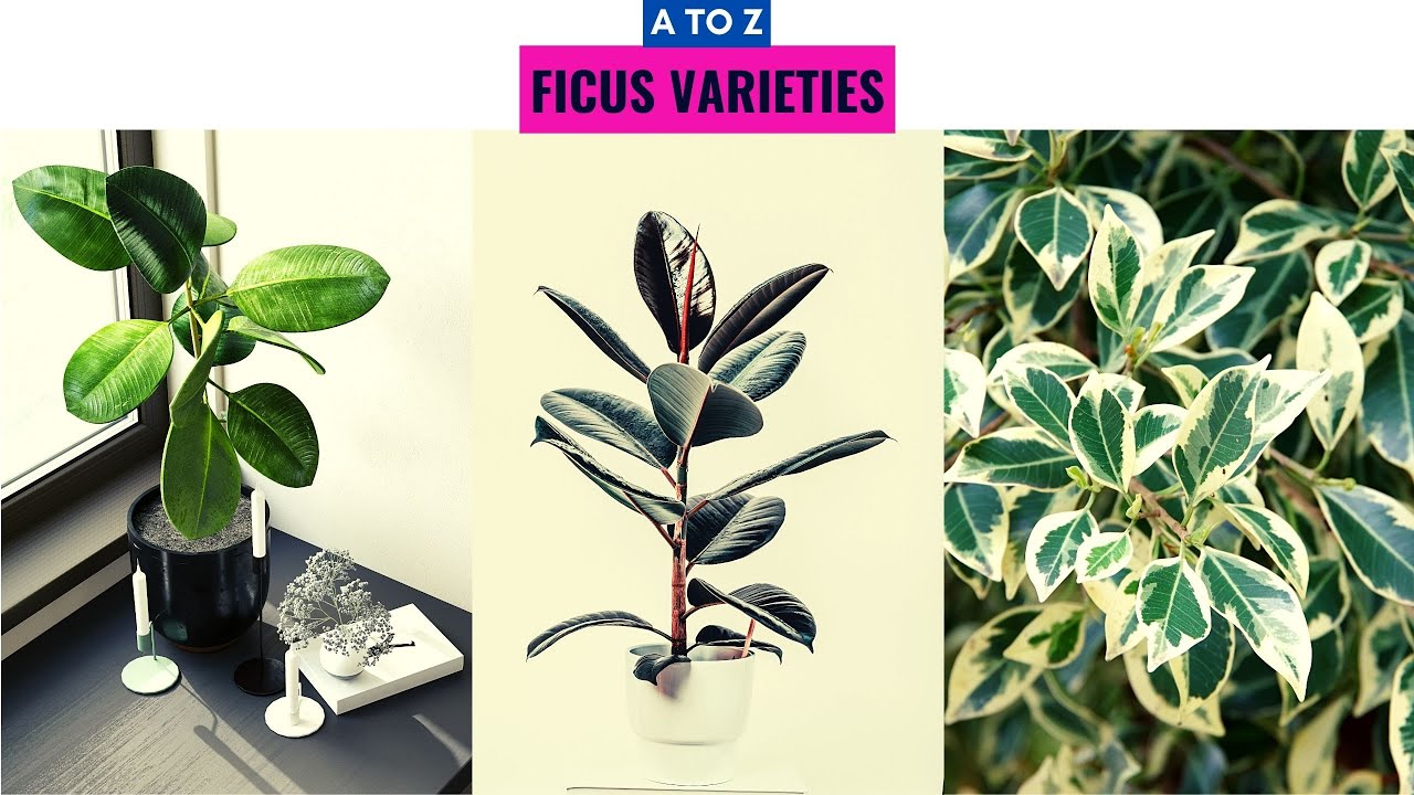 Ficus Varieties A to Z