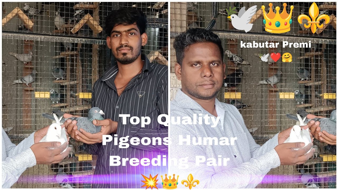 Kabutar Selar Sonu Bhai Hadpasar Pune 