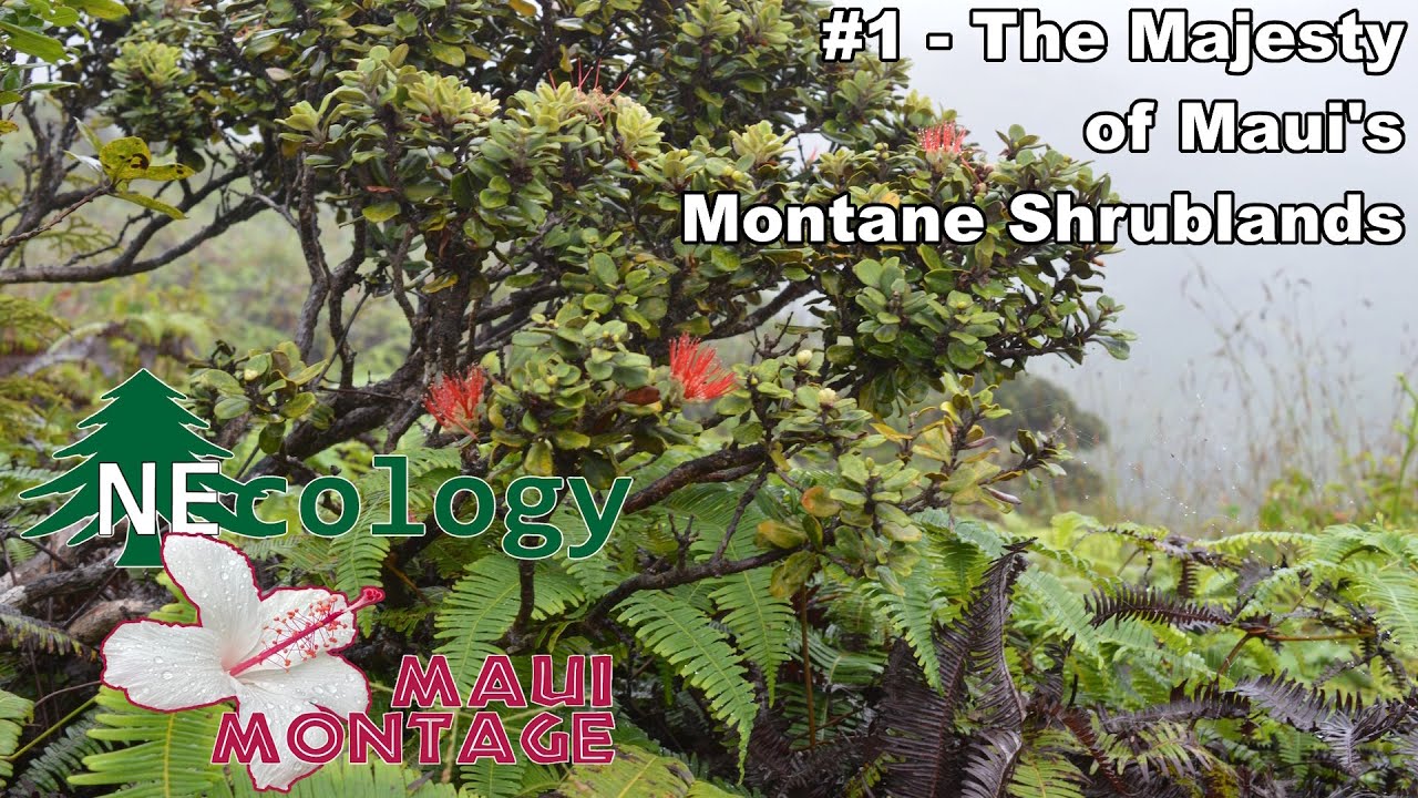 Maui Montage #1 - The Majesty of Maui's Montane Shrublands