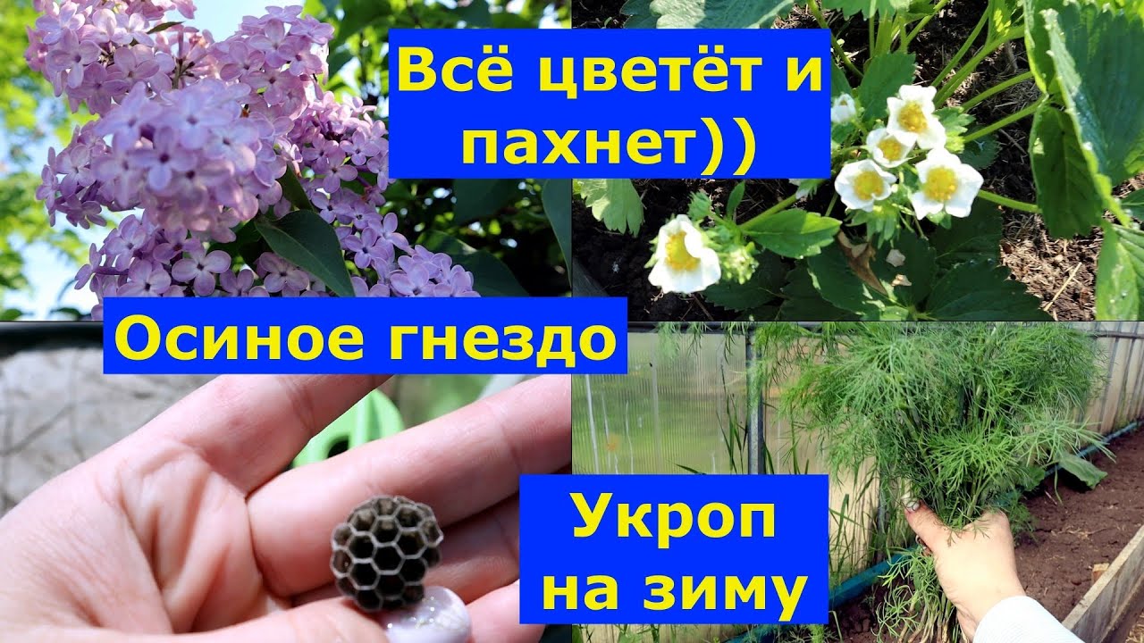 VLOG 04.06.2025г.Наш огород. Готовлю грядки для высадки перца #садиогород #грядкиподперец #деревня